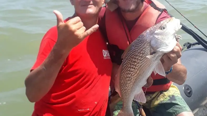 Corvina Rubia
