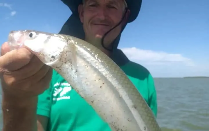 Corvina Negra