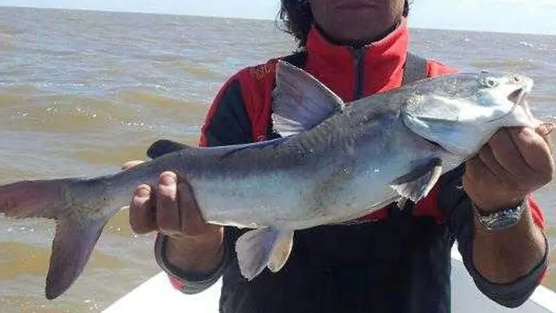 Pejerrey