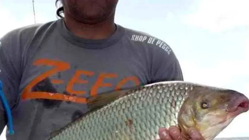 Carpa