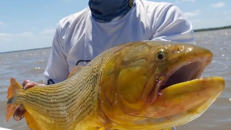 Dorado