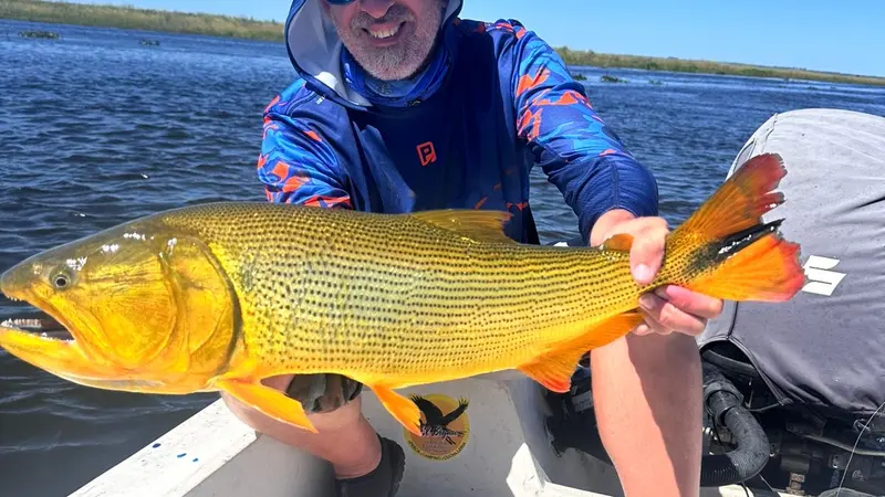 Dorado