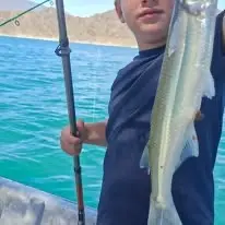 Pejerrey