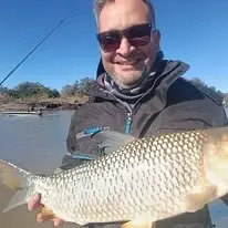 Dorado