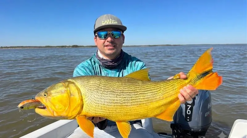 Dorado