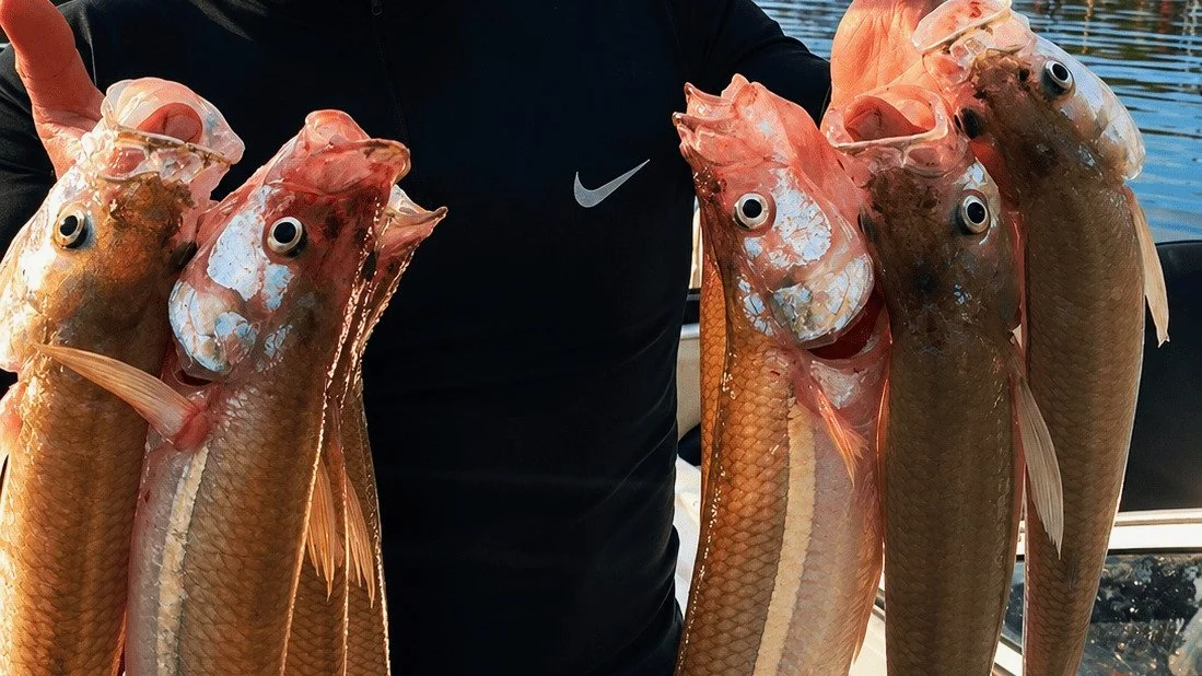 Boga