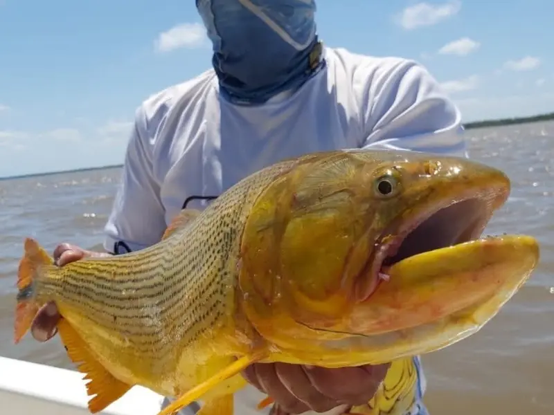 Ricardo Pesca